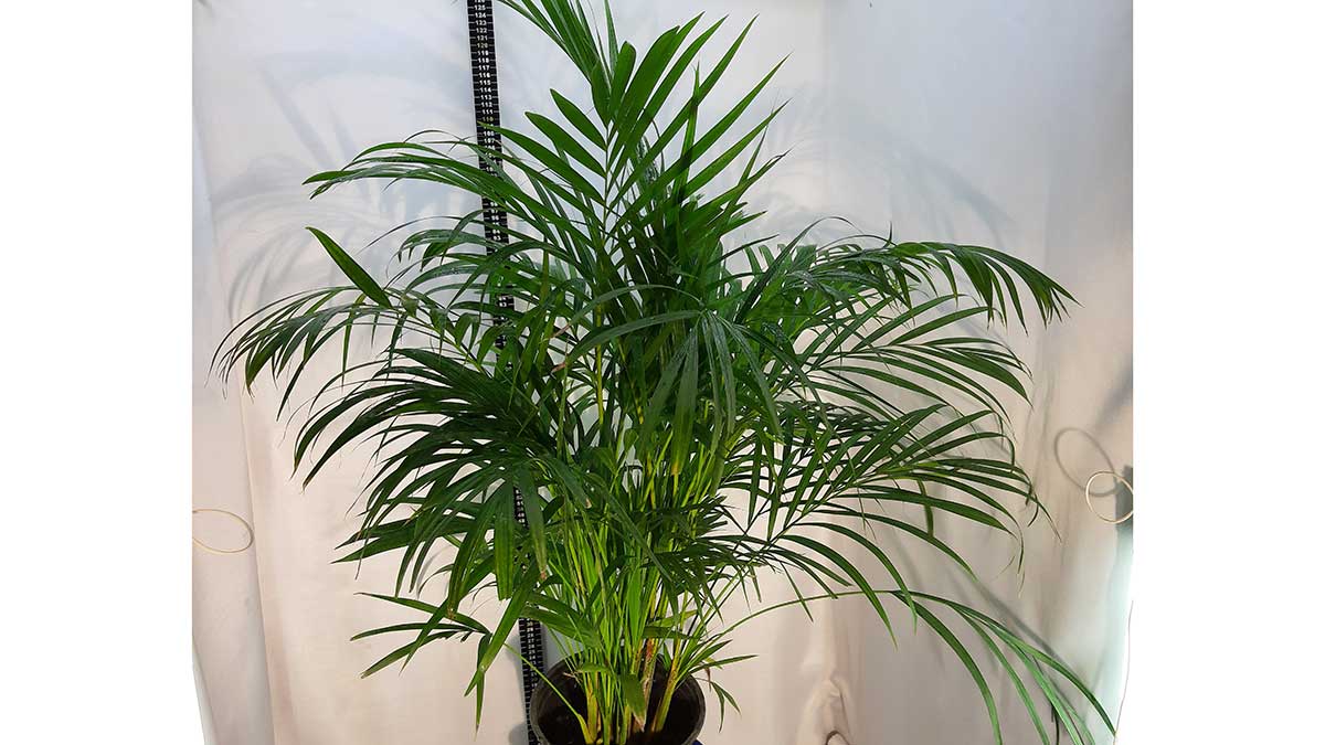 Areca palm