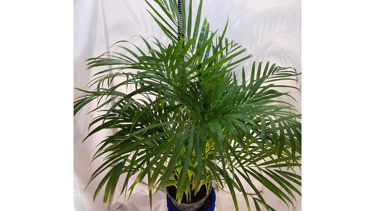 Areca palm