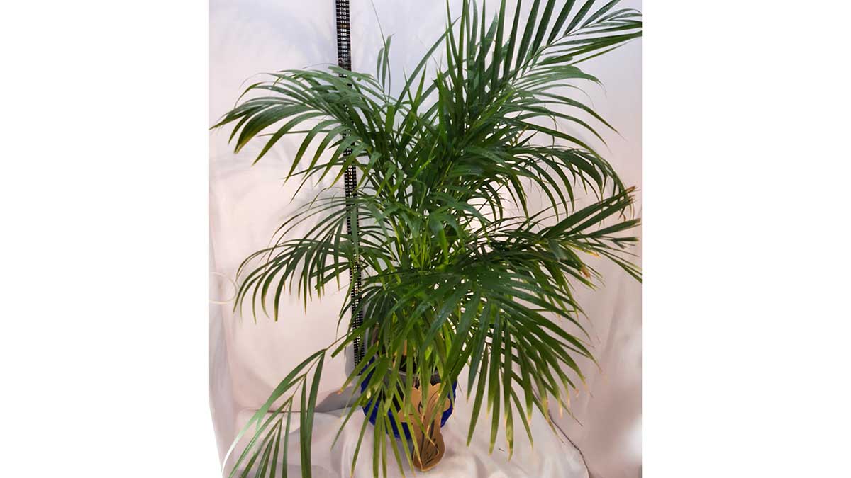 Areca palm