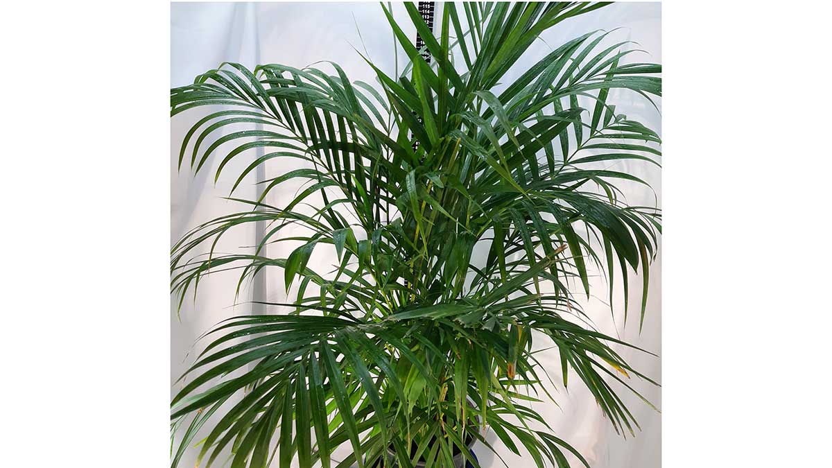 Areca palm