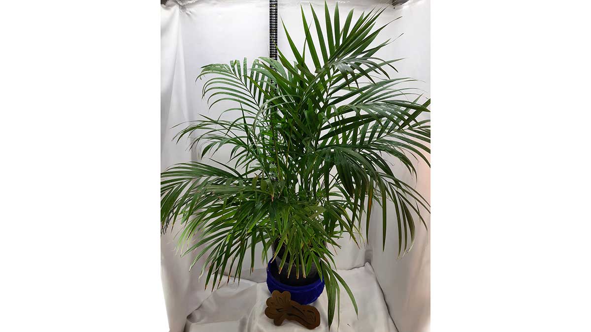 Areca palm