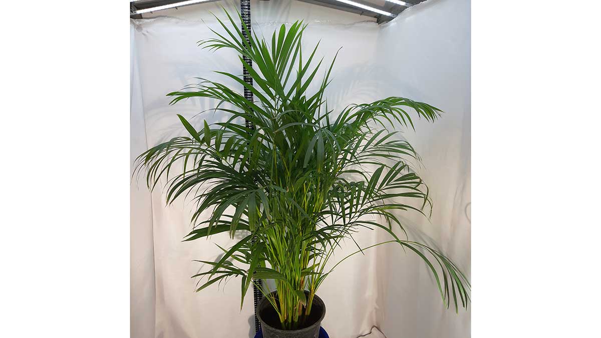 Areca palm