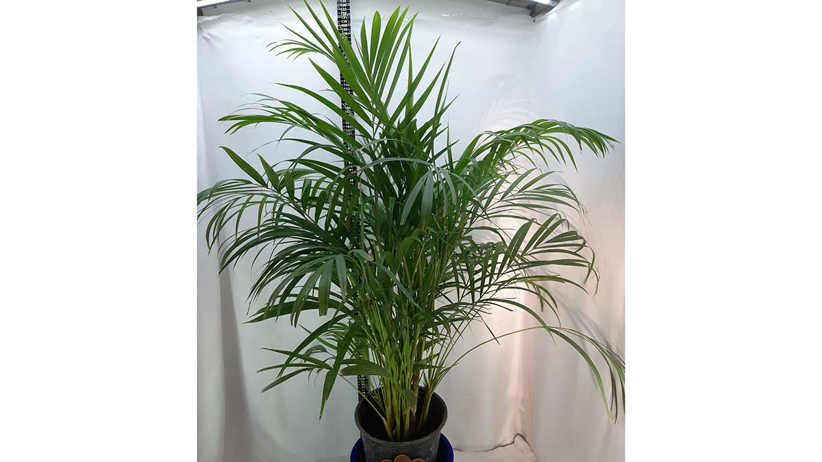 Areca palm