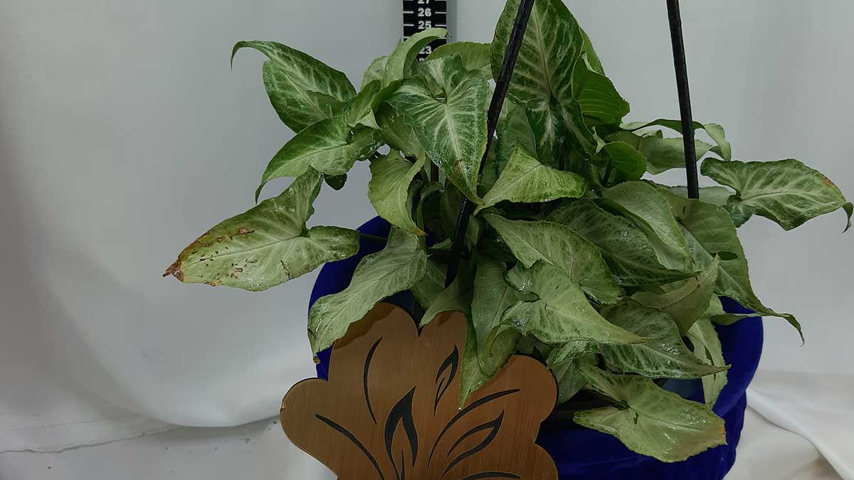 Syngonium podophyllum Schott