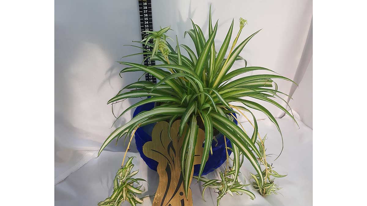 Spider plant