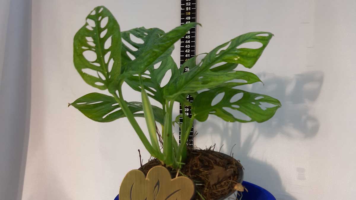 Monstera adansonii