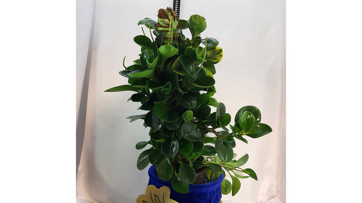 Peperomia obtusifolia