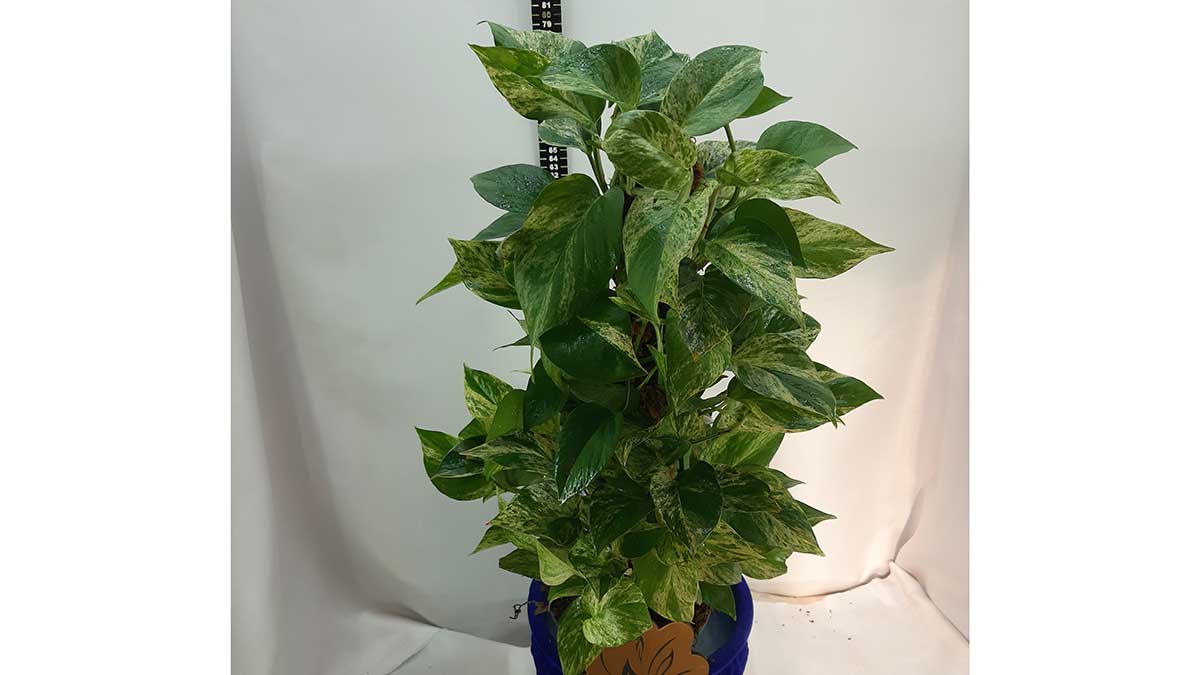 Epipremnum aureum