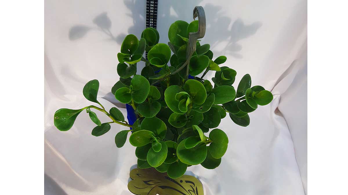 Peperomia obtusifolia