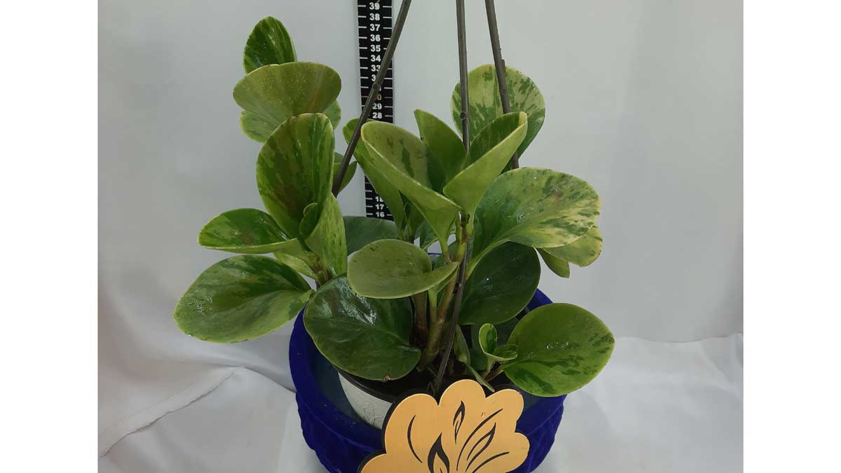 Peperomia obtusifolia