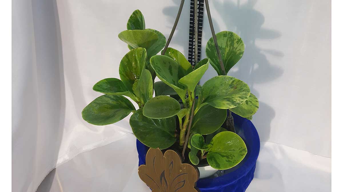 Peperomia obtusifolia