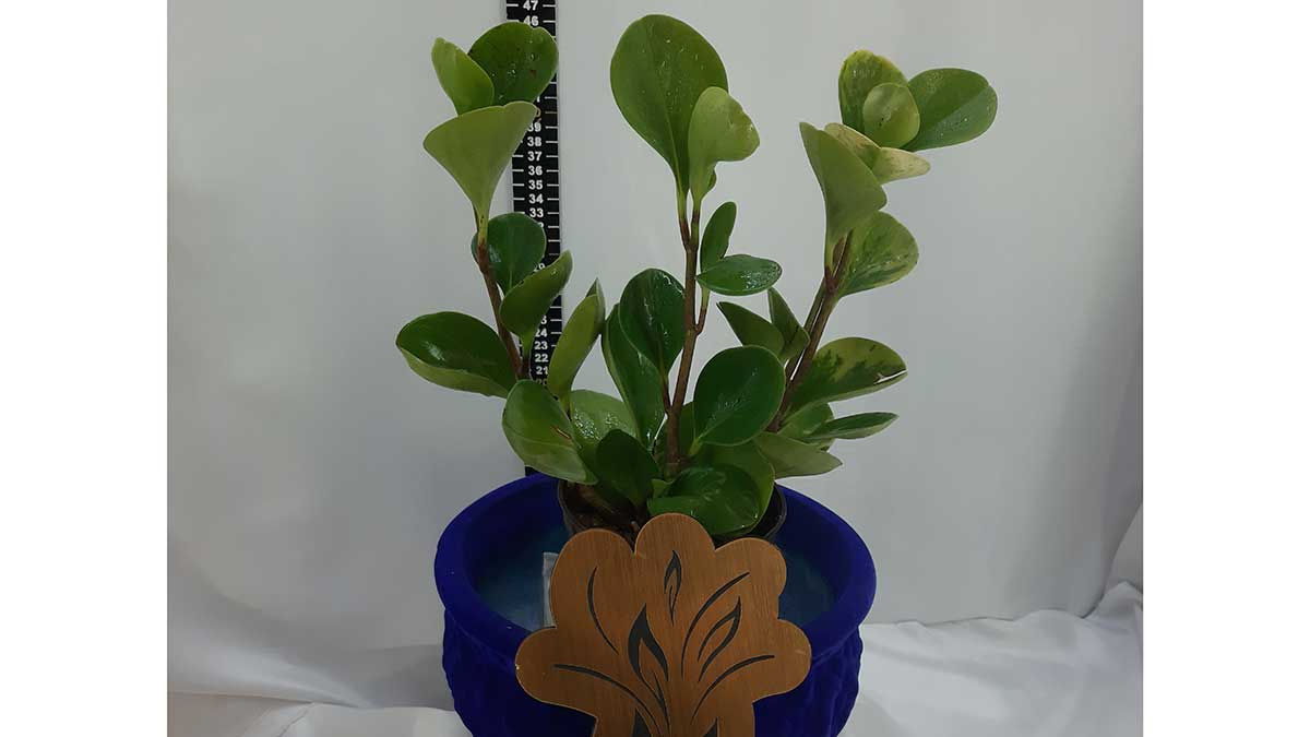 Peperomia obtusifolia