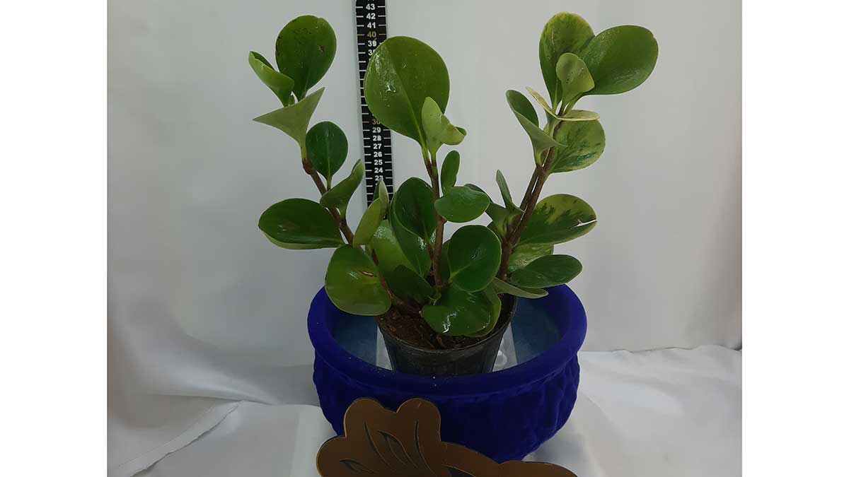 Peperomia obtusifolia