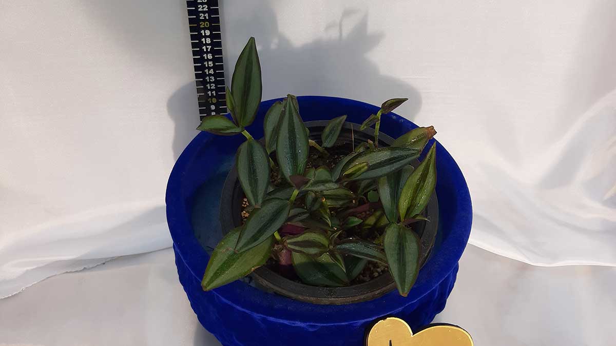 Tradescantia zebrina