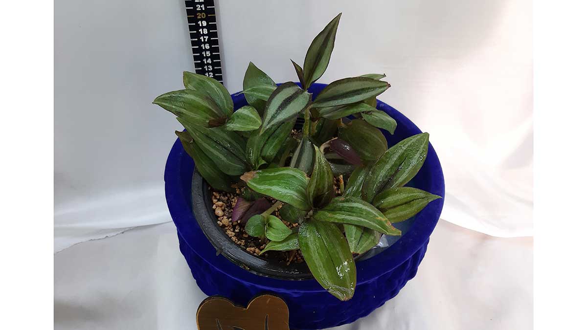 Tradescantia zebrina