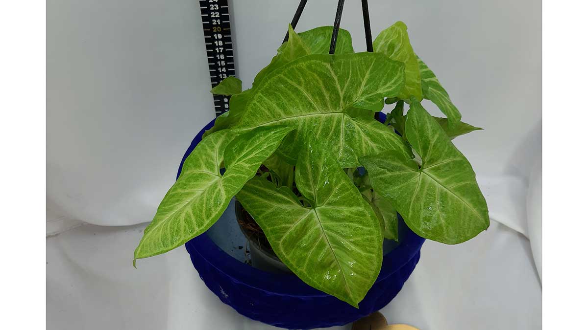 Syngonium podophyllum Schott