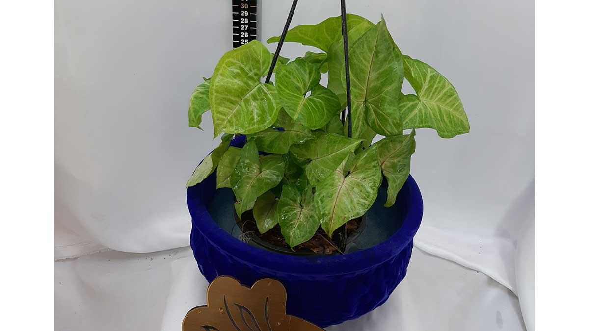 Syngonium podophyllum Schott