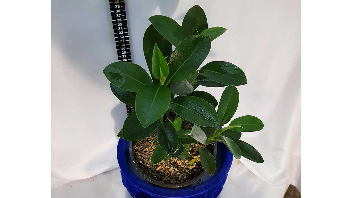 Ficus