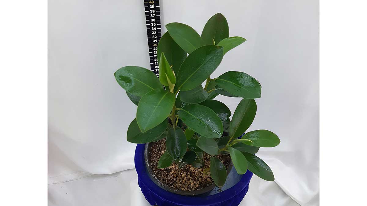 Ficus