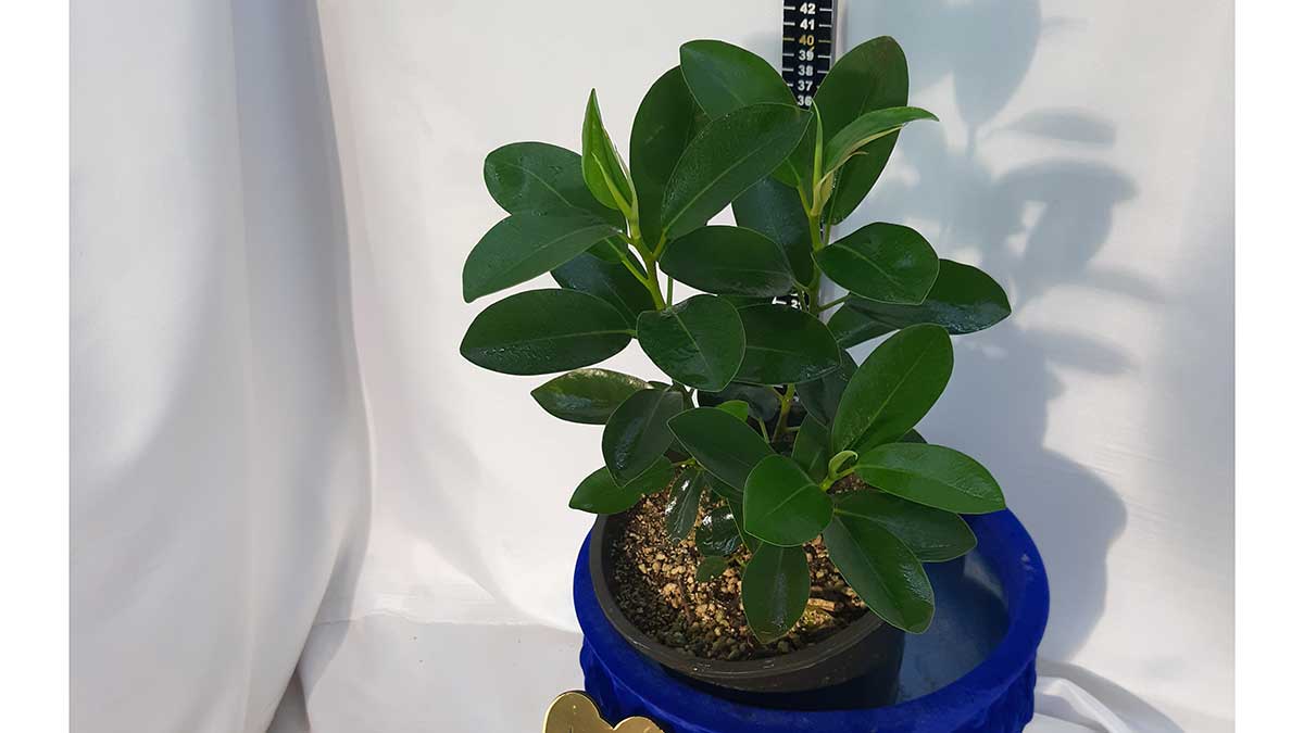 Ficus