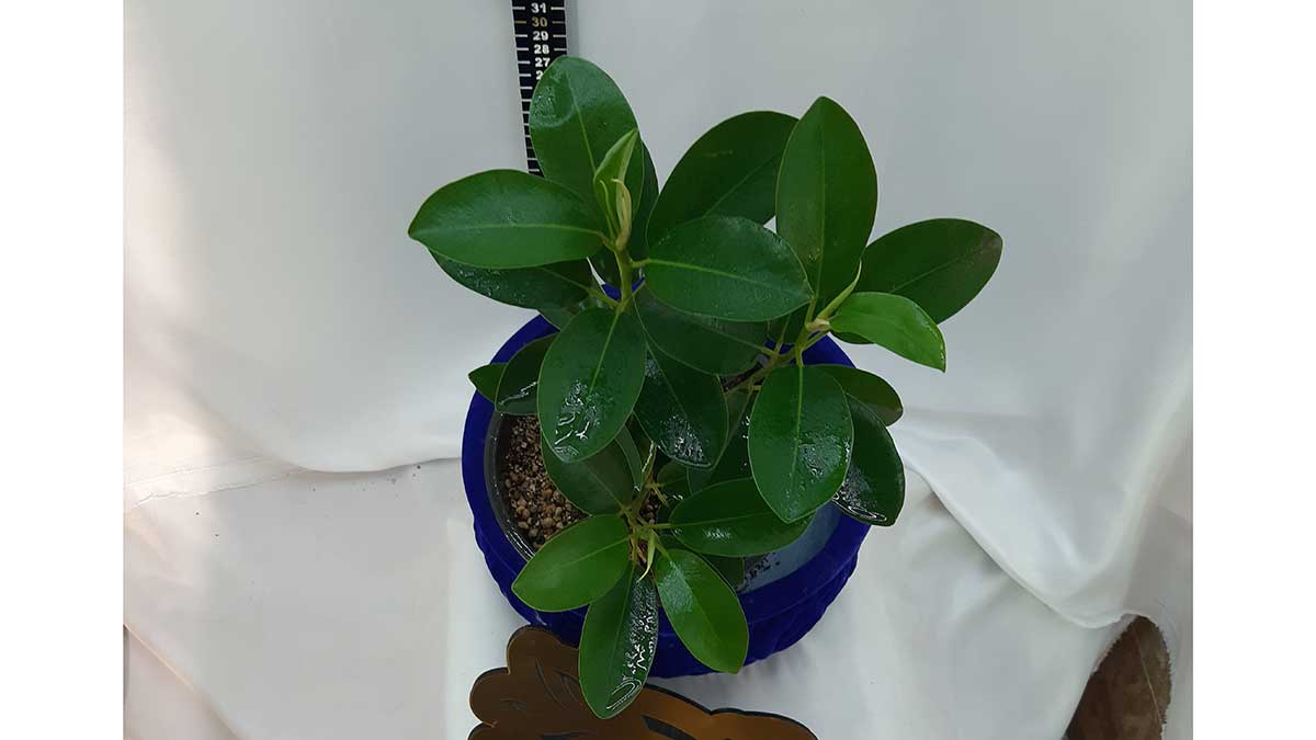 Ficus