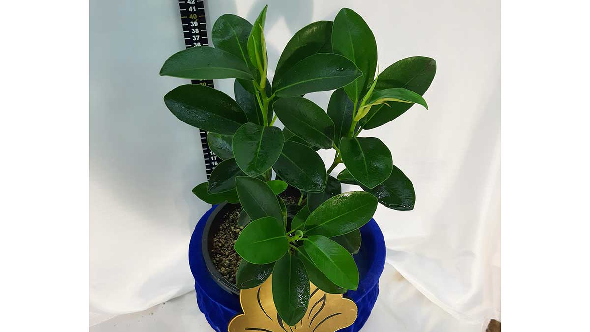 Ficus