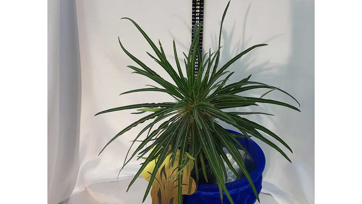 Spider plant