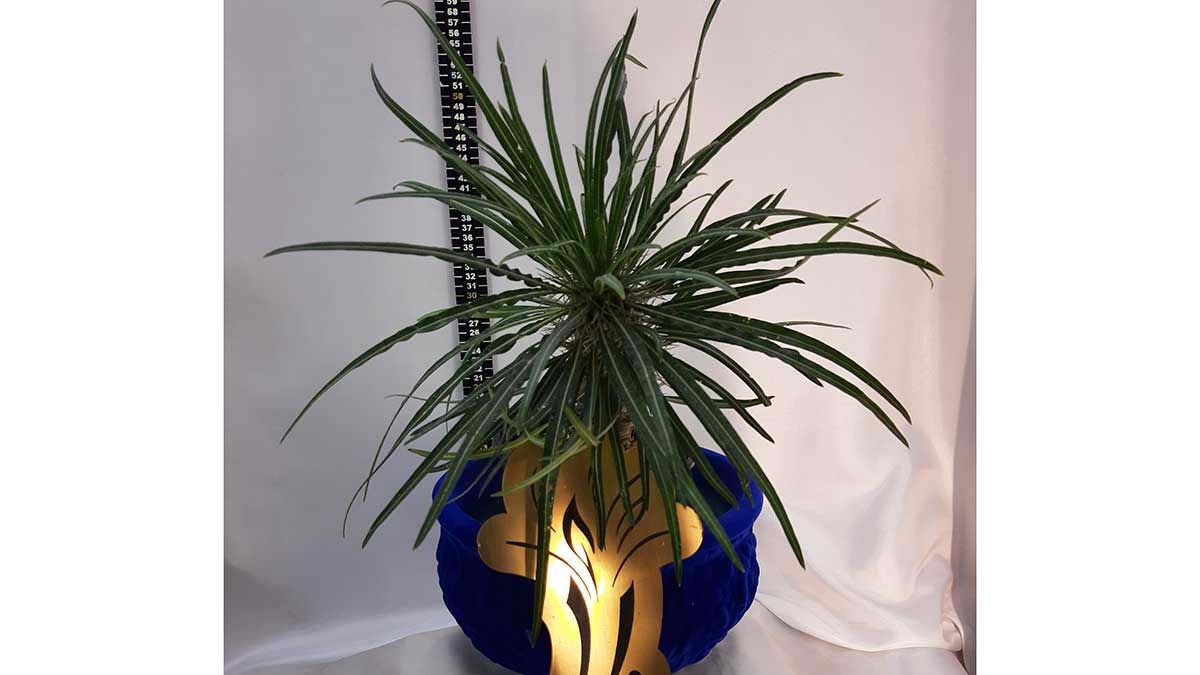 Spider plant