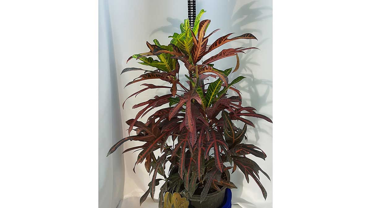 Codiaeum variegatum (fire croton, garden croton, or variegated croton; syn. Croton variegatum L.)