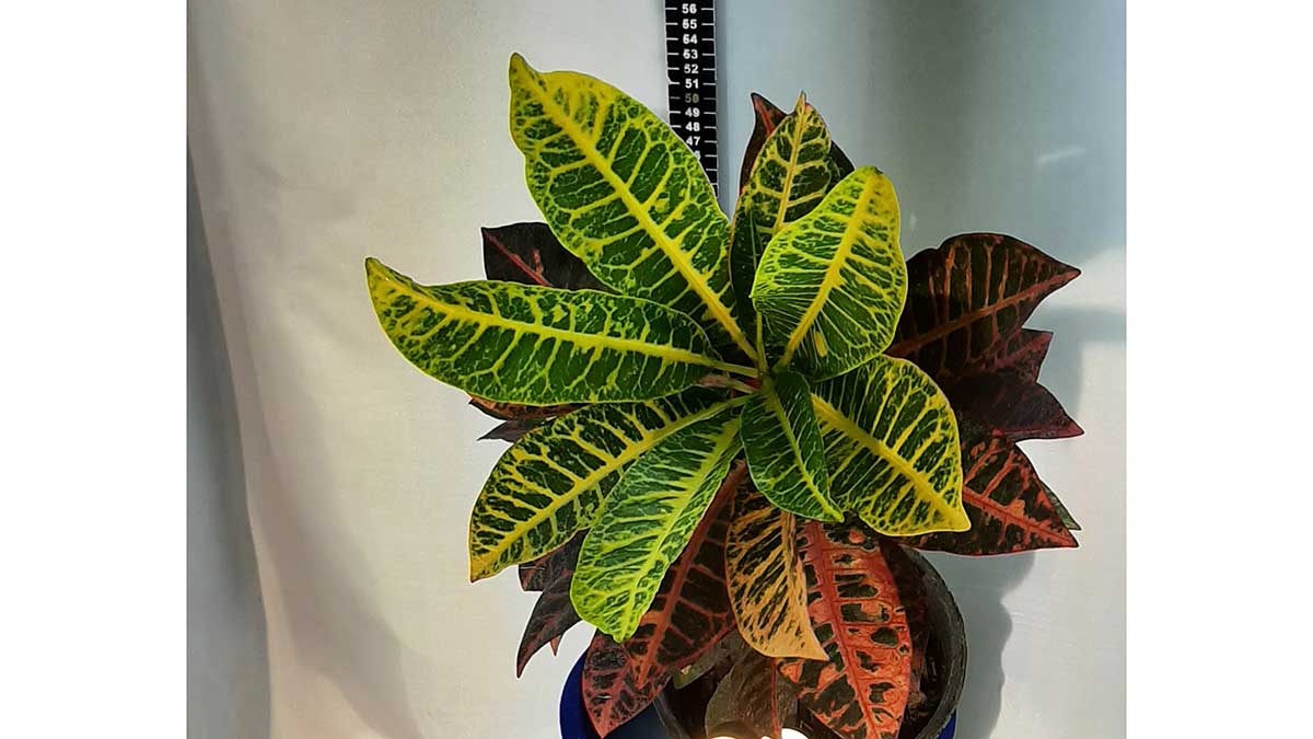 Codiaeum variegatum (fire croton, garden croton, or variegated croton; syn. Croton variegatum L.)