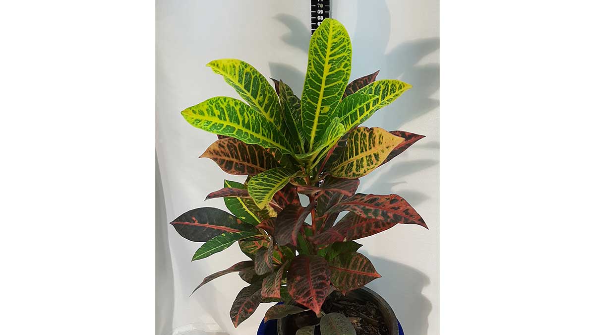 Codiaeum variegatum (fire croton, garden croton, or variegated croton; syn. Croton variegatum L.)