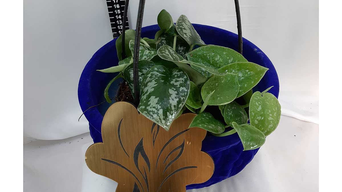 Satin pothos