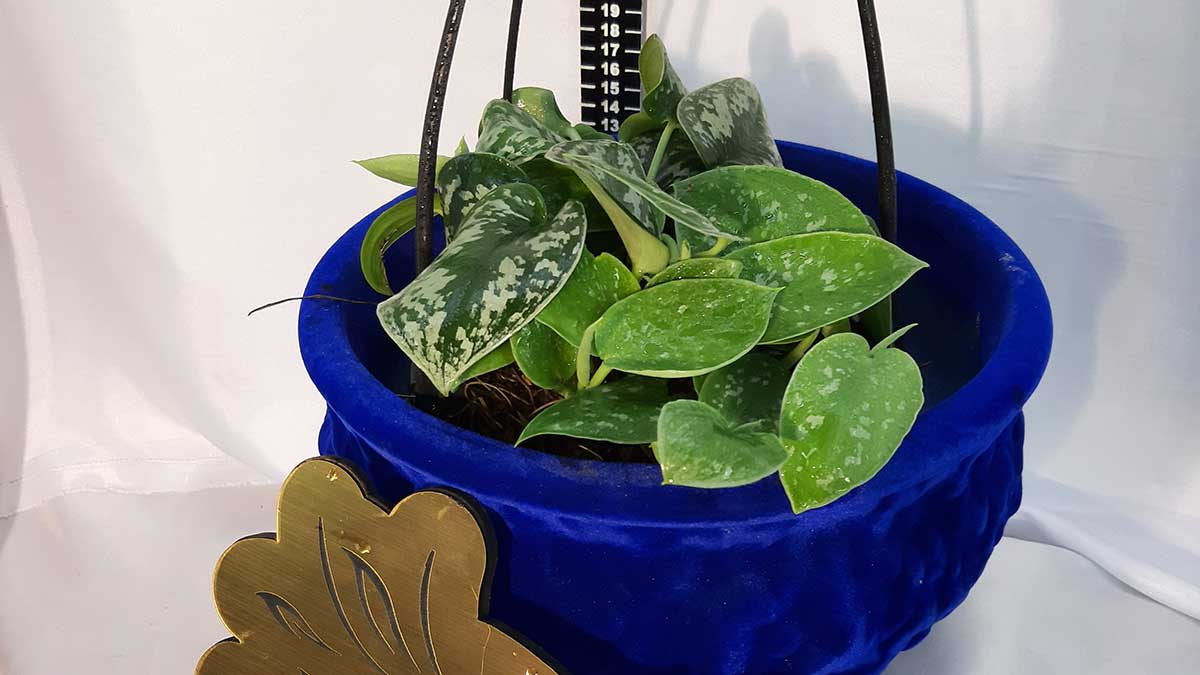 Satin pothos