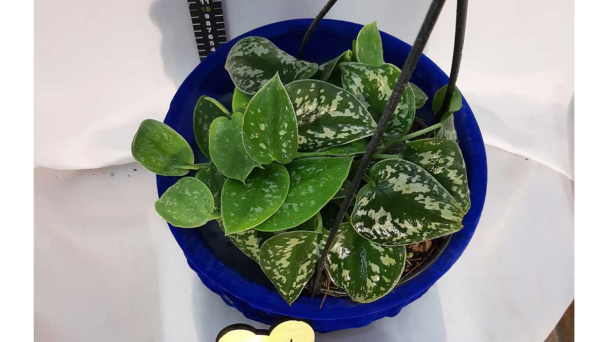 Satin pothos