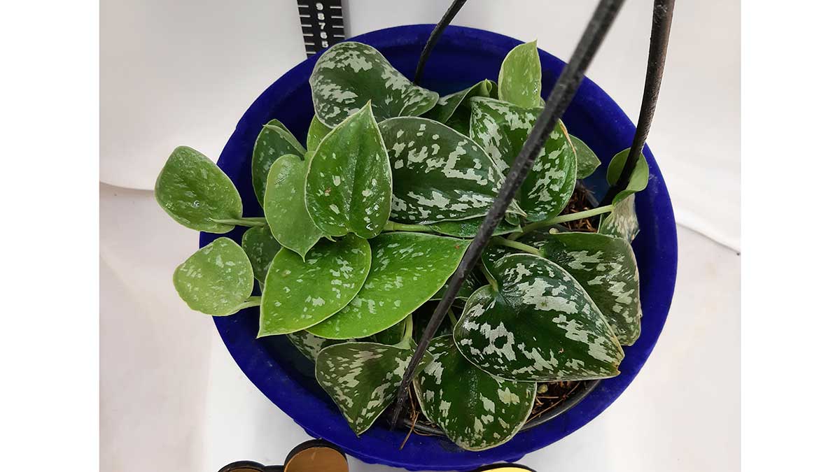 Satin pothos