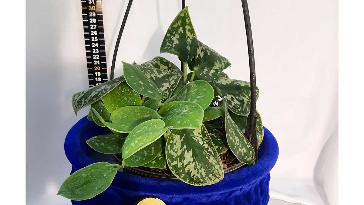 Satin pothos