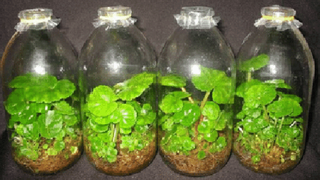 Tissue culture of Begonia rex plant