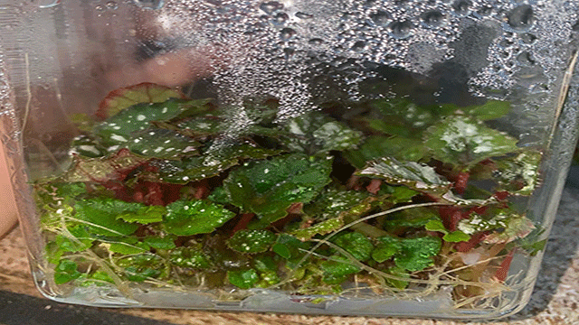 Tissue culture of Begonia rex plant