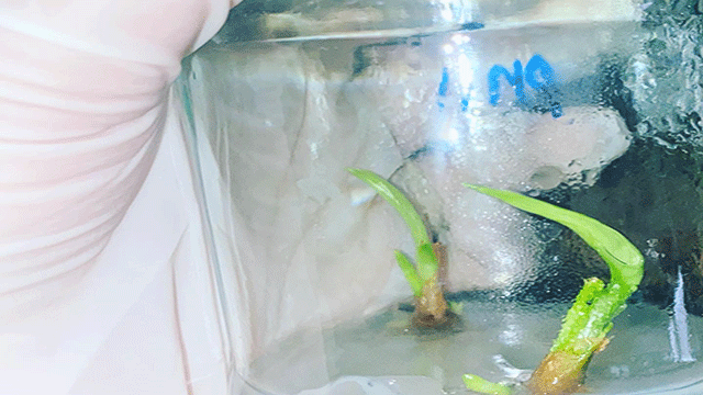 Philodendron plant tissue culture